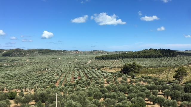 Tenuta Valle Della Corte Vieste Buitenkant foto